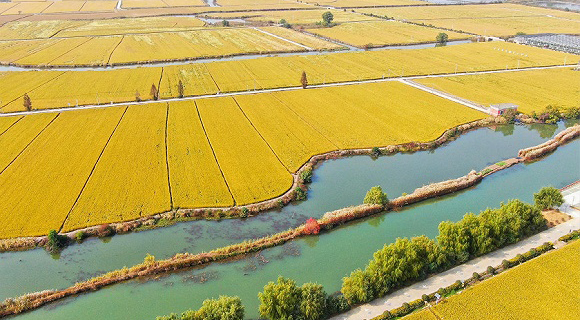 2019年11月8日，南京郊外水稻田豐收航拍圖。